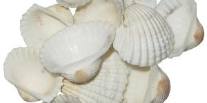 Natural Sea Shell Kadal Chippi