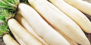 Fresh Radish