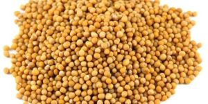 Yellow Mustard Seeds