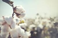 Organic Cottons