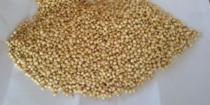 Jowar Seeds