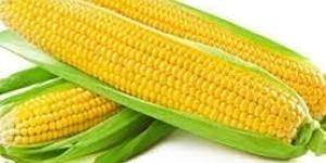 Sweet Corns