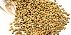 Coriander Seeds