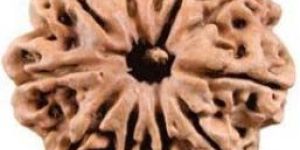 11 Mukhi Rudraksha Beads