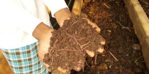 Vermicompost