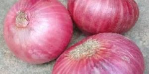 Fresh Red Onion