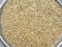 Bajra Seeds