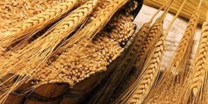 Ground Wheat