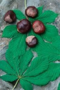 HORSE CHESTNUT