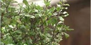 Tulsi Plant