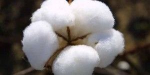 Raw Cotton