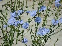 Chicory