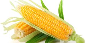 Yellow Maize