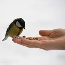Bird Feed