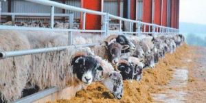 Sheep and Goat Feed