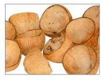 Coconut Shell