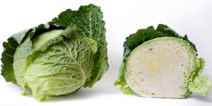Fresh Cabbage