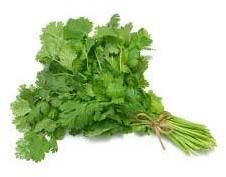 Fresh Coriander Leaves