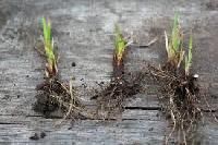 Calamus Roots