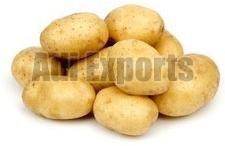 Fresh Potato