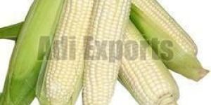 White Corn