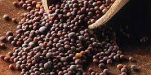 Mustard Seeds
