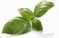 Basil