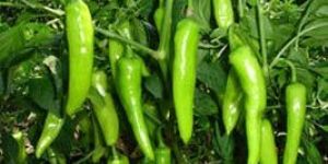 Fresh Green Chilli
