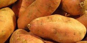 Sweet Potato