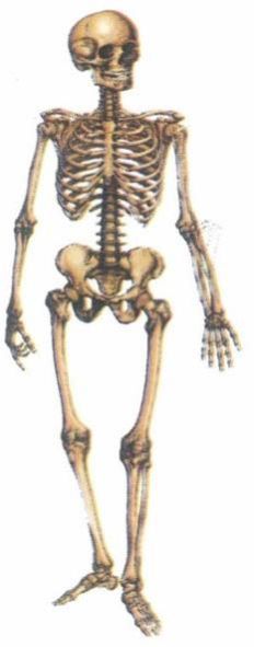 Human Skeleton Model