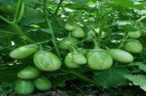 Hybrid Eggplant