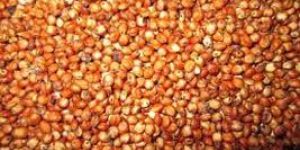 Sta Green Grass Seed