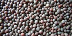 Mustard Black Seeds