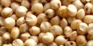 Sorghum