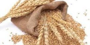 Wheat Seeds