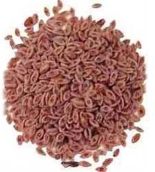 Isabgol Seeds