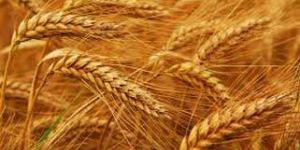 Wheat Seeds
