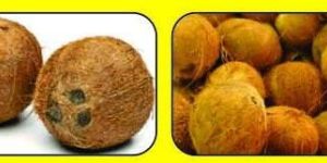 Fully Husked Coconut