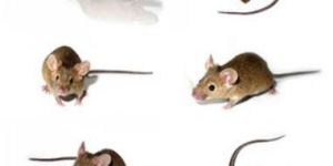Rodent Pest Control