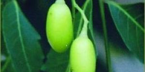 Neem Fruits