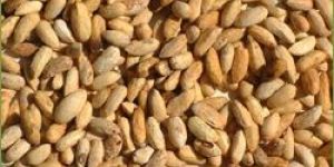 Neem Seeds