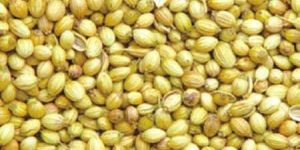 Coriander Seeds