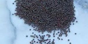 Mustard Seeds