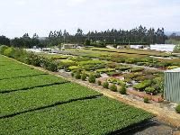 Forestry Plants