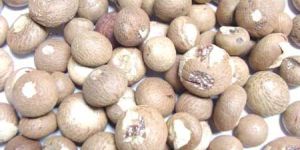 Dried Betel Nut (bn - 01)