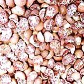 Dried Betel Nut (bn - 03)