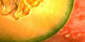 Muskmelon