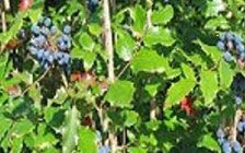 Berberine Hydrochloride