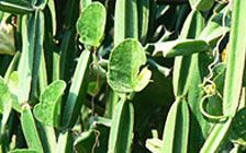 Cissus Quadrangularis