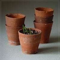 Terracotta Pots